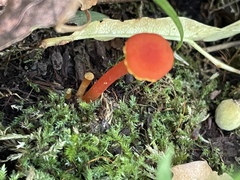 Hygrocybe cantharellus