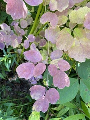 Thalictrum