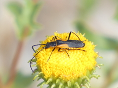 Chauliognathus deceptus