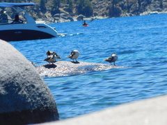 Mergus merganser americanus