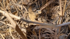 Masticophis lateralis