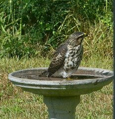 Buteo plagiatus