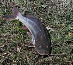 Pimelodus albicans