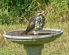 Buteo plagiatus