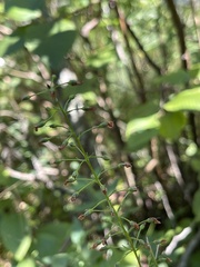 Lysimachia terrestris
