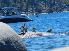 Mergus merganser americanus