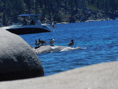 Mergus merganser americanus