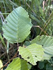 Alnus incana