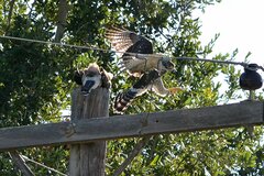 Buteo plagiatus
