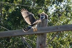 Buteo plagiatus