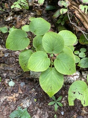 Viburnum lantanoides