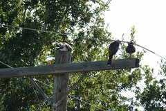 Buteo plagiatus