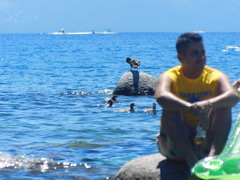 Mergus merganser americanus