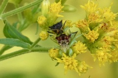 Phymata pennsylvanica