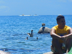 Mergus merganser americanus
