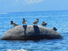 Mergus merganser americanus