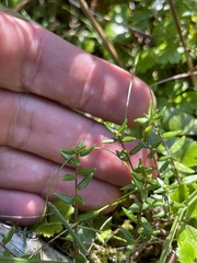 Vaccinium oxycoccos
