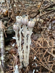 Monotropa uniflora