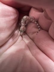 Hemidactylus turcicus