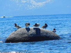 Mergus merganser americanus