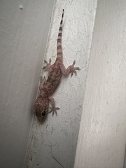 Hemidactylus turcicus