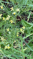 Sisymbrium altissimum