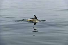 Grampus griseus