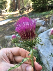 Cirsium andersonii
