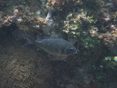Chromis weberi