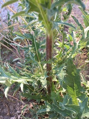 Cirsium andersonii