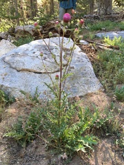 Cirsium andersonii
