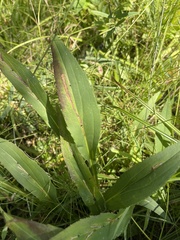 Solidago uliginosa