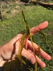 Potamogeton