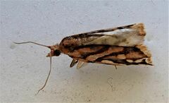 Pyrgotis plinthoglypta