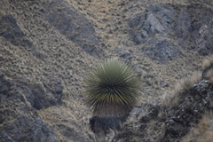 Puya raimondii