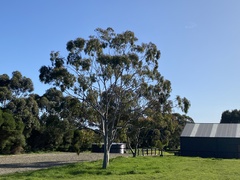 Corymbia citriodora