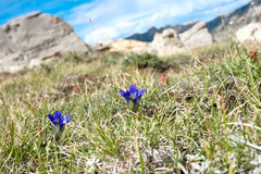 Gentiana calycosa