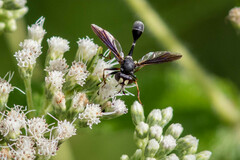 Physocephala tibialis