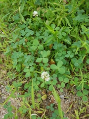 Trifolium repens