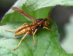 Polistes aurifer