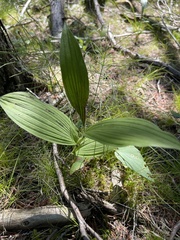 Cypripedium