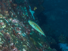 Stethojulis interrupta