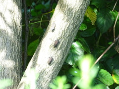 Lycorma delicatula