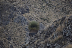 Puya raimondii