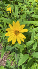 Helianthus strumosus