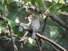 Empidonax virescens