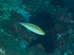Stethojulis interrupta