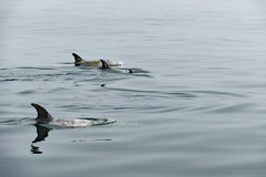 Grampus griseus