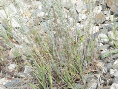 Artemisia frigida