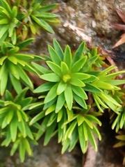 Dawsonia longiseta